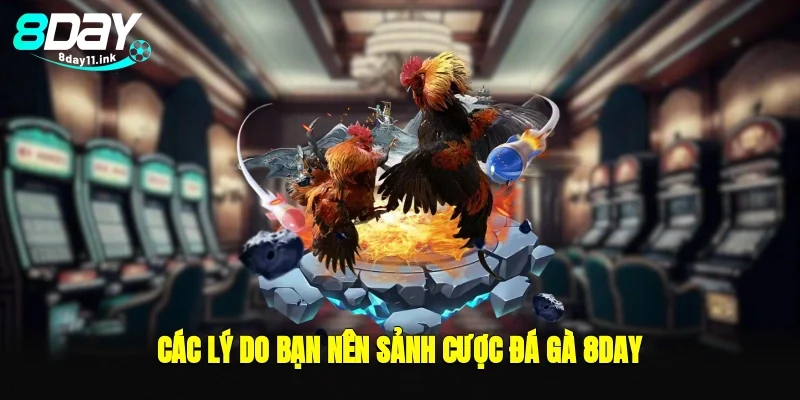 Các lý do bạn nên sảnh cược đá gà 8day