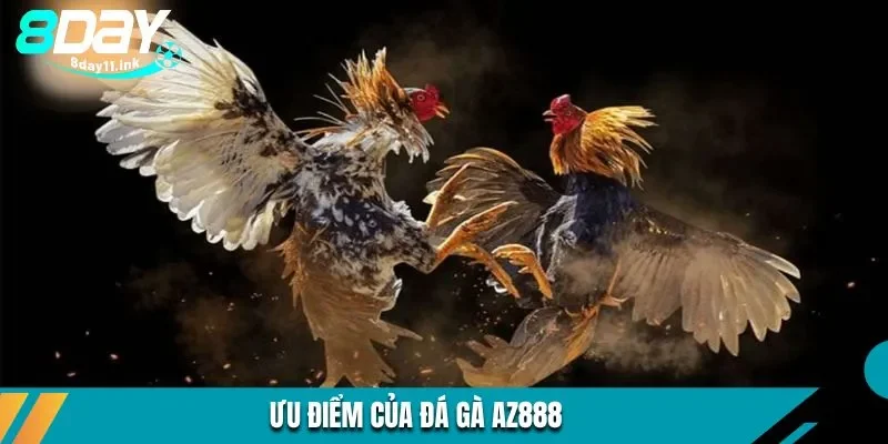 Điểm danh các điểm nổi bật có tại đá gà AZ888